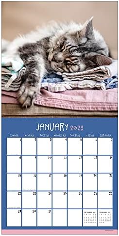 TF Publishing Cat Dreams 2023 Zidni kalendar 12 mjeseci | Premium 2023 kalendarski zid | Veliki zidni kalendar 2023 Mjesečno | Big
