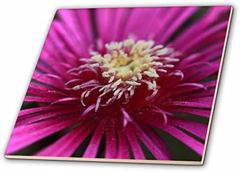 3drose makro fotografija centra ružičastog cvijeta biljke leda. - Pločice.